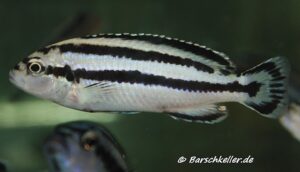 Melanochromis loriae 'Chizumulu Island' Galerie Melanochromis loriae Arten